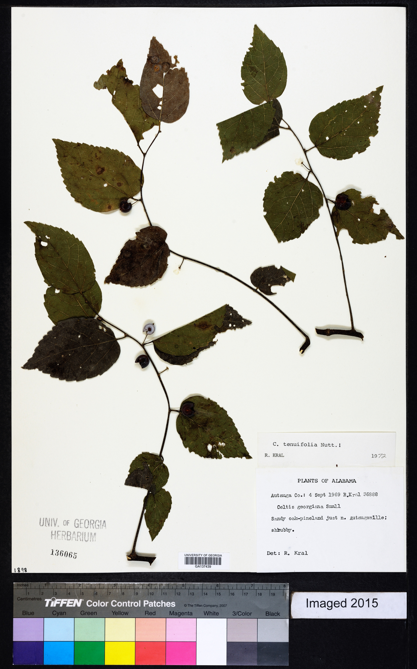 Celtis tenuifolia image