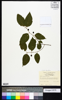 Celtis tenuifolia image