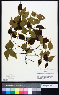 Celtis tenuifolia image