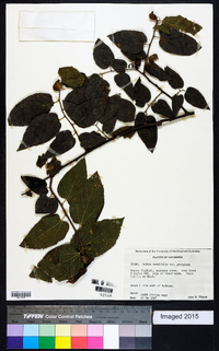 Celtis tenuifolia image