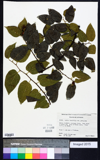 Celtis tenuifolia image