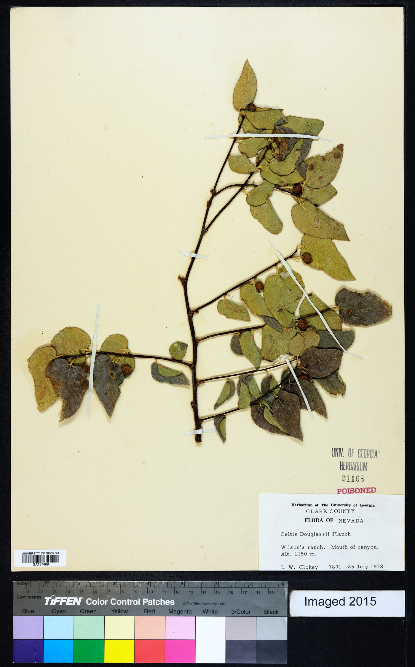 Celtis laevigata var. reticulata image