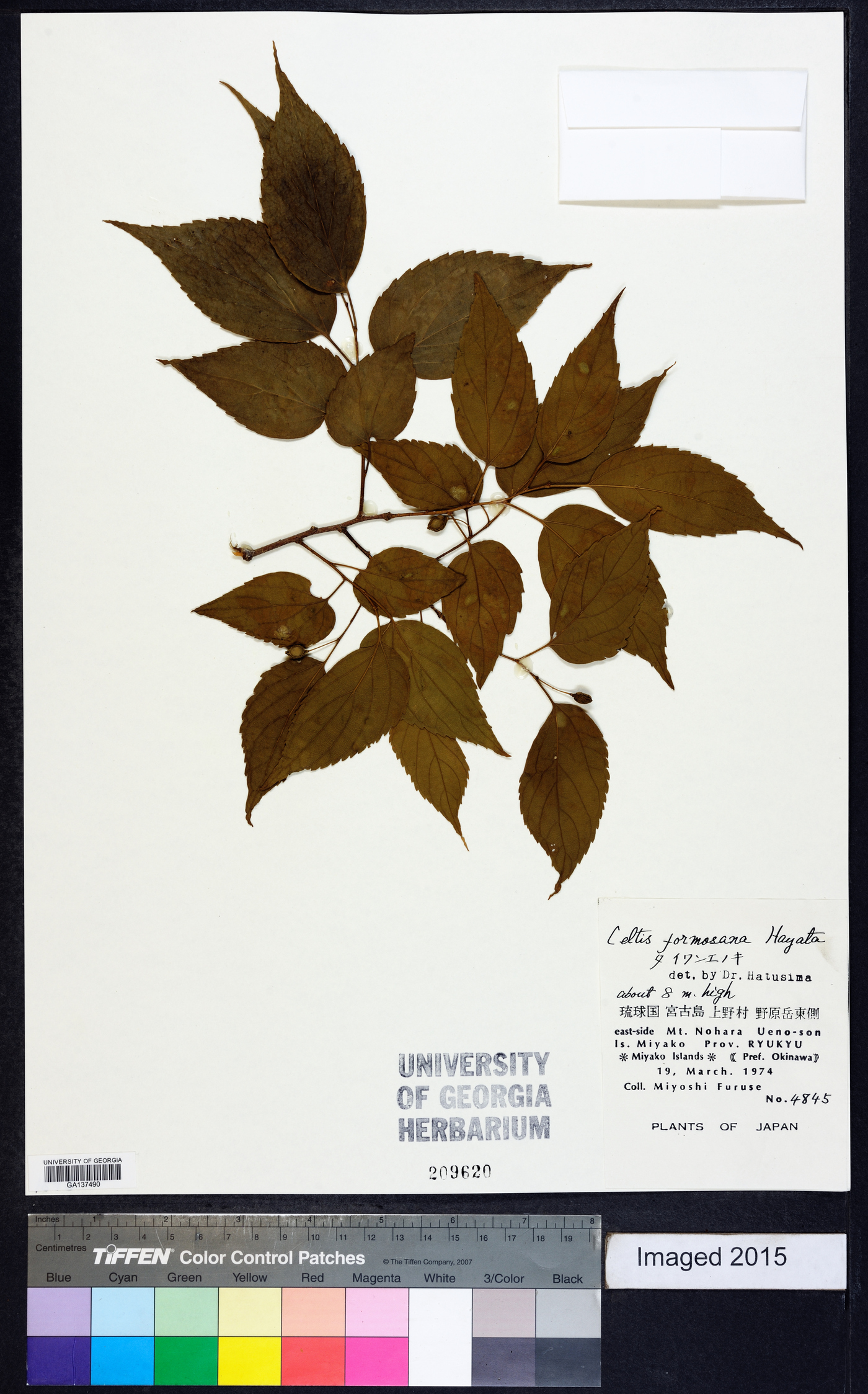 Celtis tetrandra image