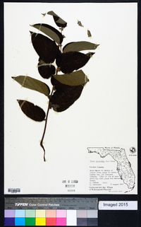 Trema micrantha image