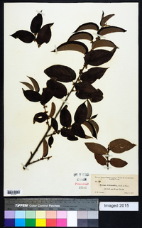 Trema micrantha image