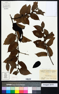 Trema micrantha image