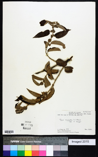 Trema micrantha image