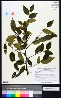 Ulmus alata image