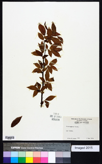 Ulmus alata image