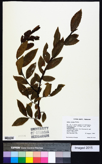 Ulmus alata image