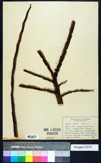 Ulmus alata image