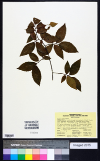 Ulmus alata image