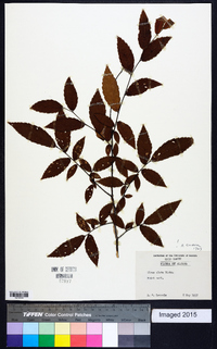 Ulmus alata image