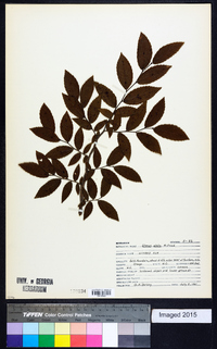 Ulmus alata image