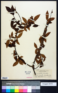 Ulmus alata image