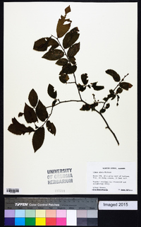 Ulmus alata image