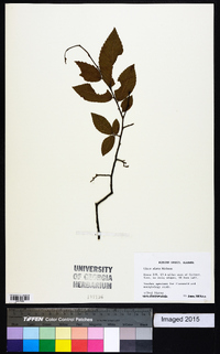 Ulmus alata image