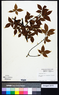 Ulmus alata image