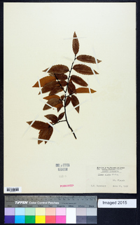 Ulmus alata image