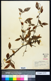 Ulmus alata image