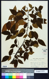 Ulmus alata image