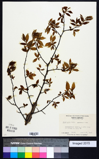 Ulmus alata image