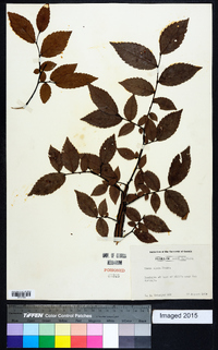 Ulmus alata image