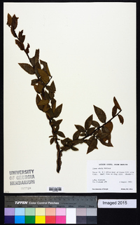 Ulmus alata image