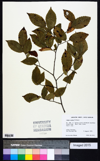 Ulmus alata image