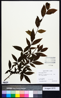 Ulmus alata image