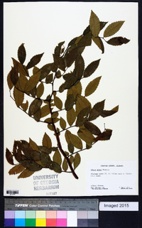 Ulmus alata image