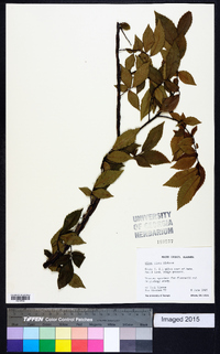 Ulmus alata image