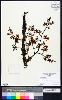 Ulmus alata image