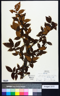 Ulmus alata image