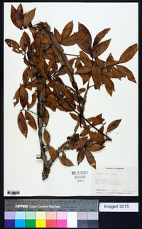 Ulmus alata image