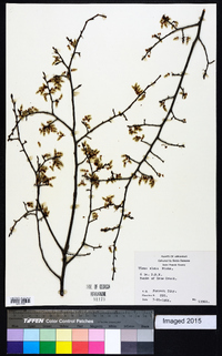 Ulmus alata image