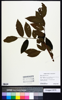 Ulmus alata image