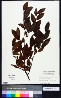 Ulmus alata image