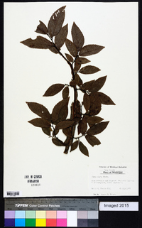 Ulmus alata image