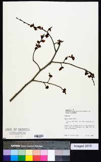 Ulmus alata image