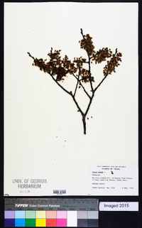 Ulmus alata image