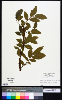 Ulmus alata image