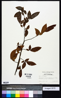 Ulmus alata image