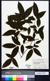 Ulmus alata image