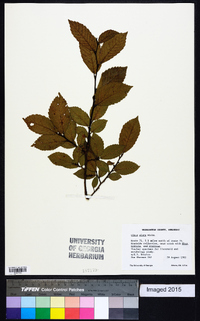 Ulmus alata image