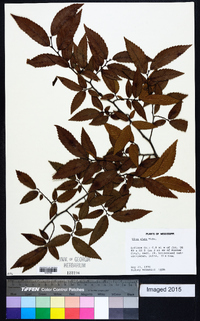 Ulmus alata image