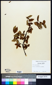 Ulmus alata image