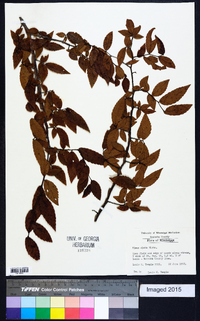 Ulmus alata image