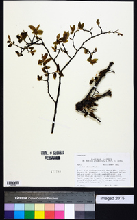 Ulmus alata image