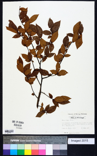 Ulmus alata image